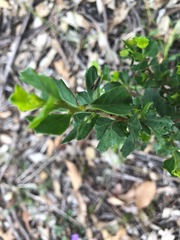 Dodonaea triangularis