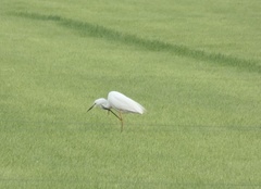 Ardea alba alba