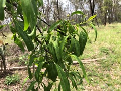 Ehretia saligna membranifolia