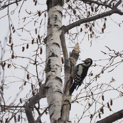 Dendrocopos major japonicus