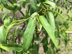 Ehretia saligna membranifolia