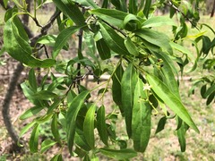 Ehretia saligna membranifolia