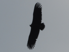 Aegypius monachus