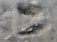 Hydropotes inermis argyropus