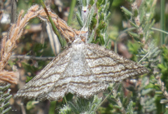 Perconia strigillaria