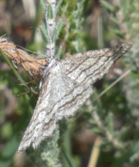 Perconia strigillaria