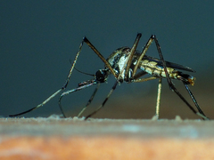 Toxorhynchites splendens