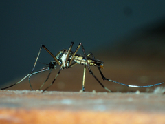 Toxorhynchites splendens