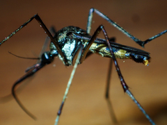 Toxorhynchites splendens