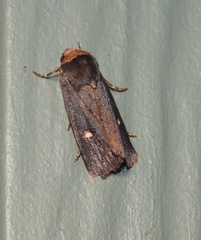 Proteuxoa cinereicollis