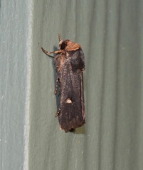 Proteuxoa cinereicollis