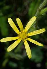 Senecio ingeliensis
