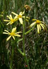 Senecio ingeliensis