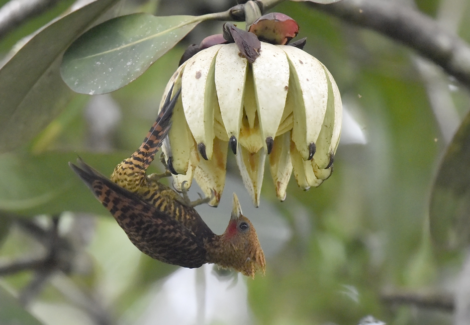 Waved Woodpecker