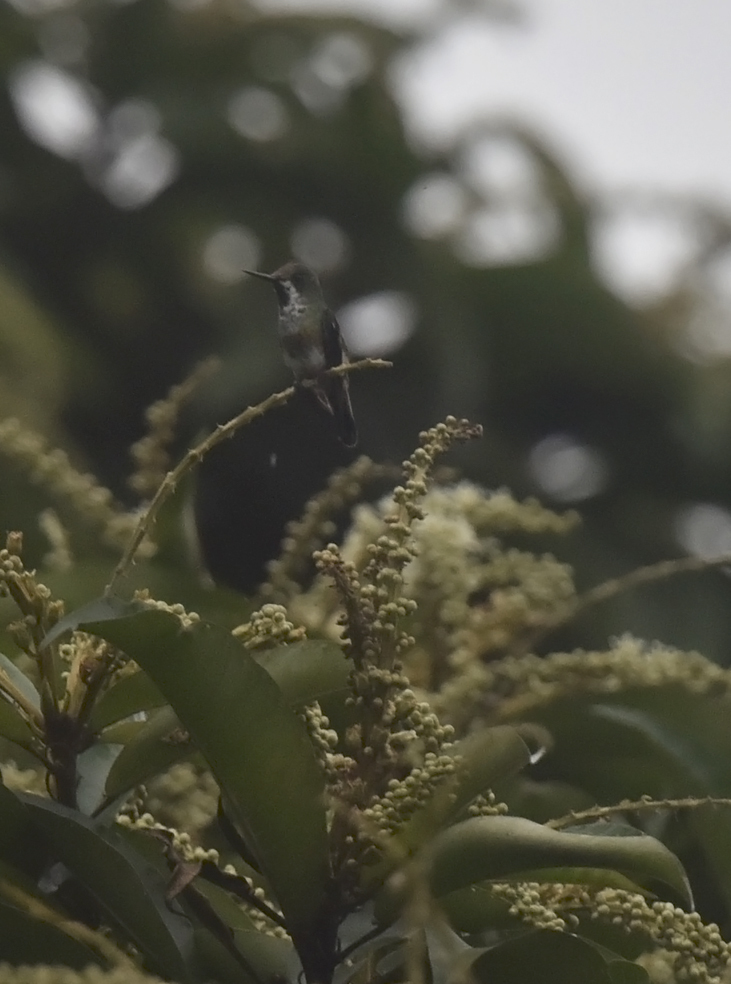 Racket-tailed Coquette