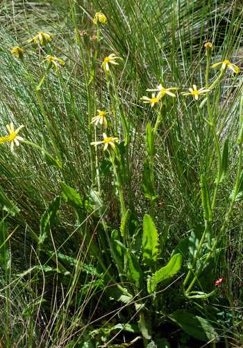 High Berg Ragwort (Senecio ingeliensis)