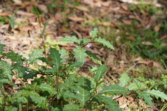 Solanum prinophyllum