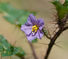 Solanum prinophyllum