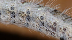 Euproctis haemodetes