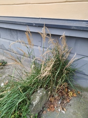 Calamagrostis epigejos