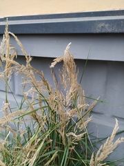 Calamagrostis epigejos