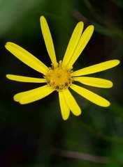 Senecio kalingenwae