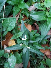Saponaria officinalis