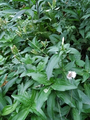 Saponaria officinalis