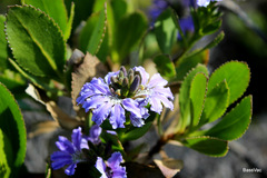Scaevola crassifolia