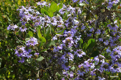 Scaevola crassifolia