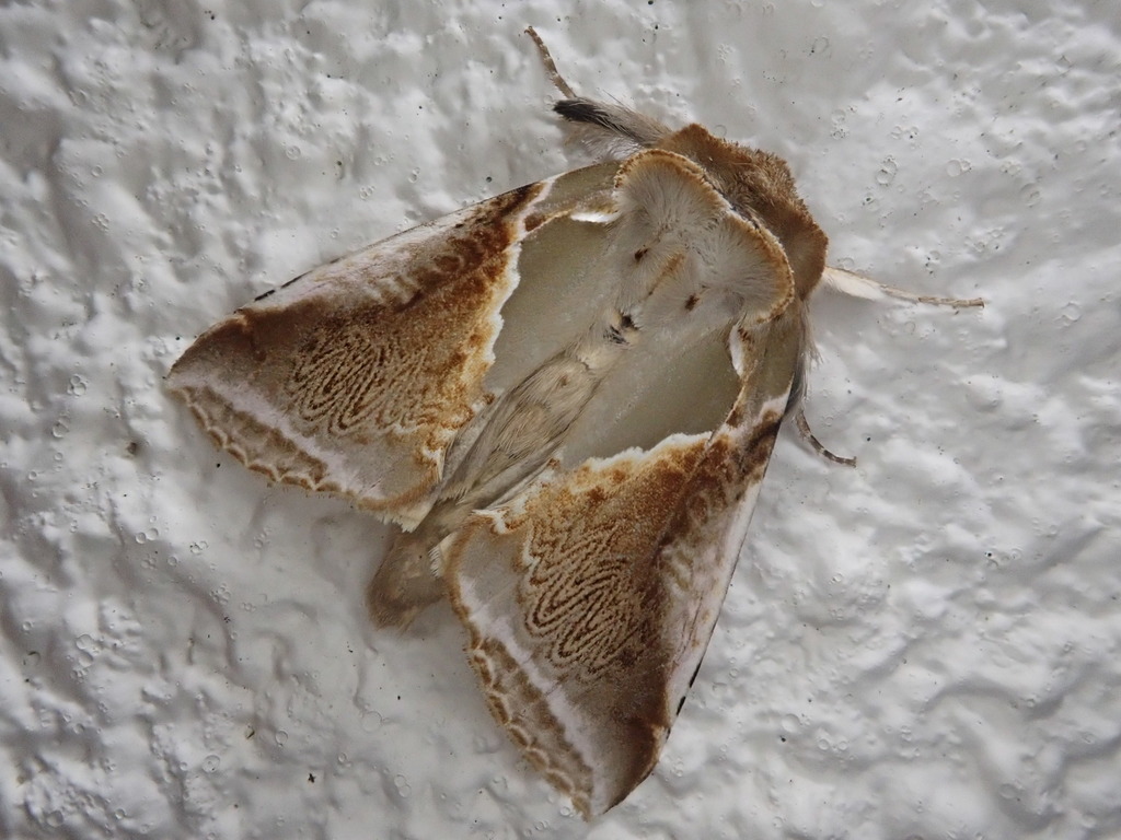 Habrosyne fraterna