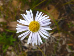 Allittia uliginosa