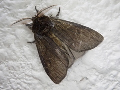 Calliteara argentata