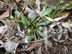 Allittia uliginosa