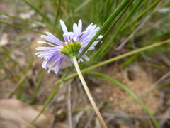 Allittia uliginosa