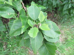 Plagianthus regius chathamicus