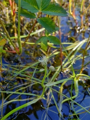 Sparganium hyperboreum