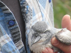 Pachyptila vittata