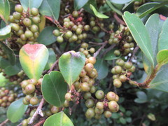 Myrsine chathamica