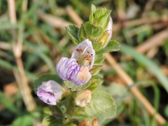 Hygrophila triflora