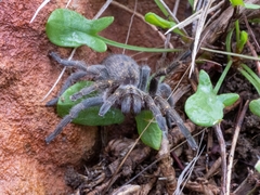Harpactirinae