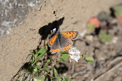 Lycaena phlaeas daimio