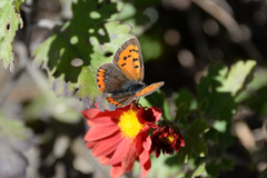 Lycaena phlaeas daimio