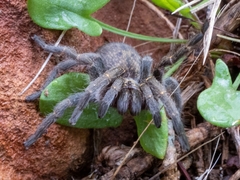 Harpactirinae