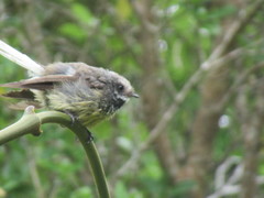 Rhipidura fuliginosa penita