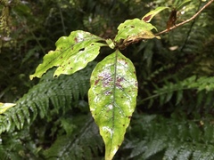 Coprosma tenuifolia