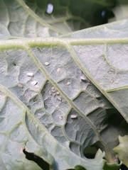 Aleyrodes proletella