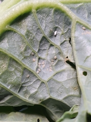 Aleyrodes proletella