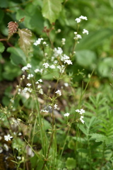 Galium pseudorivale