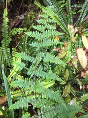 Hypolepis rufobarbata